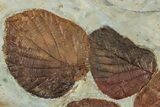 Plate With Six Fossil Leaves (Zizyphoides & Davidia) - Montana #227912-1